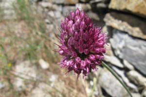 Allium sphaerocephalon (1200 x 799)